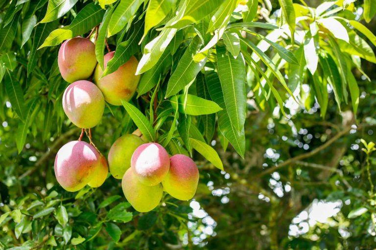 Growing Up in the Shade of a Mango Tree – Childhood on St. Thomas 